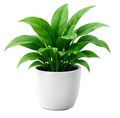 Decorative plant